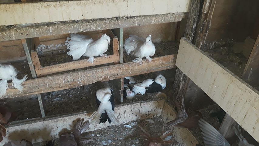 Golub šild lepezan u golubarniku